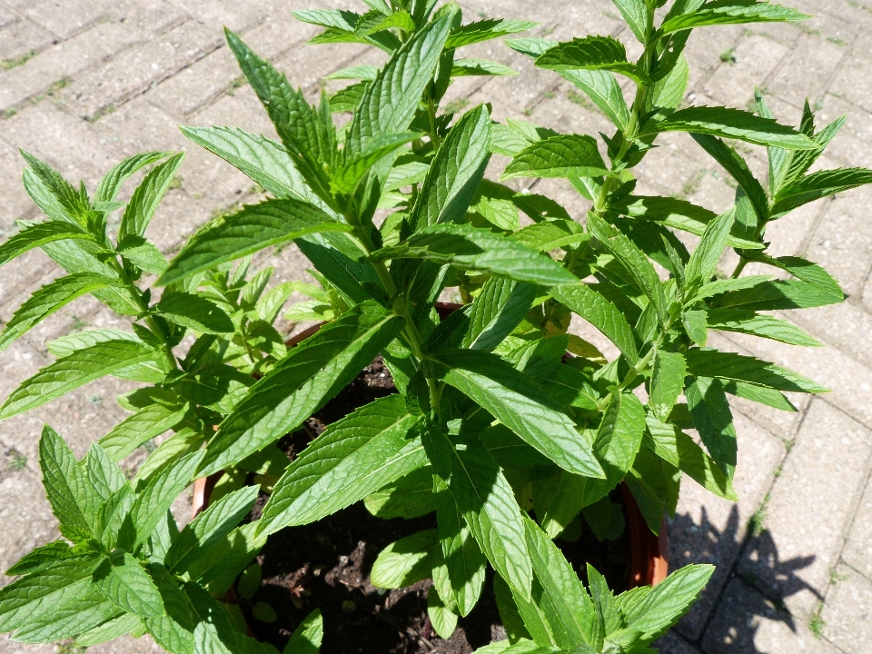 植物 葉 花 香り