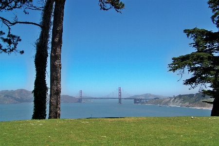 Sea coast tree grass Photo