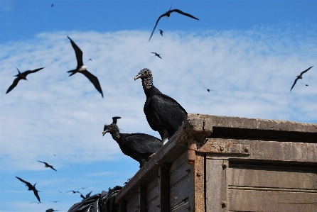 Foto Alam bayangan hitam burung sayap