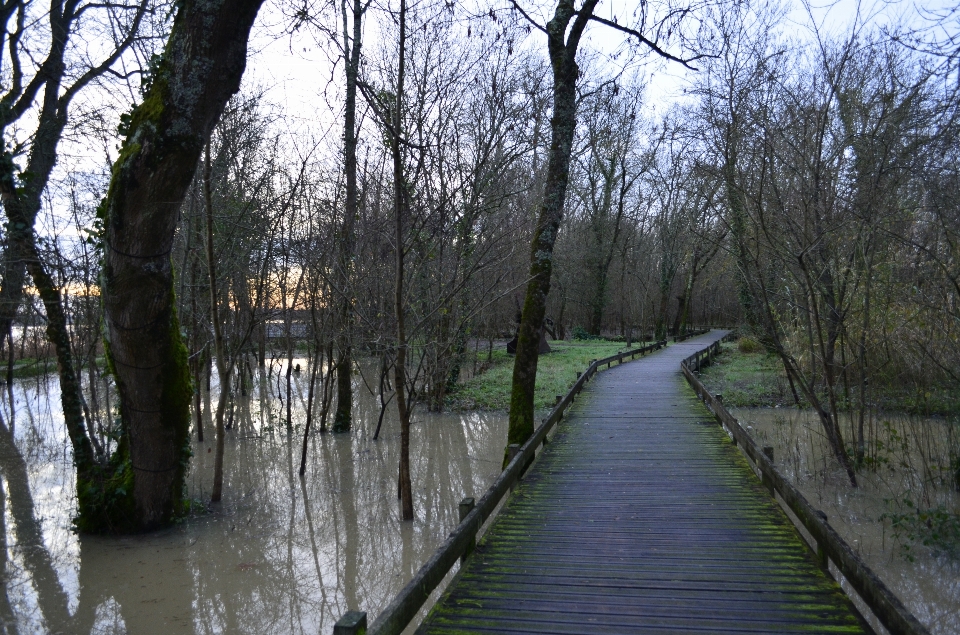 Tree water nature forest