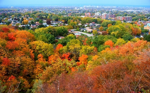 Landscape tree forest mountain Photo