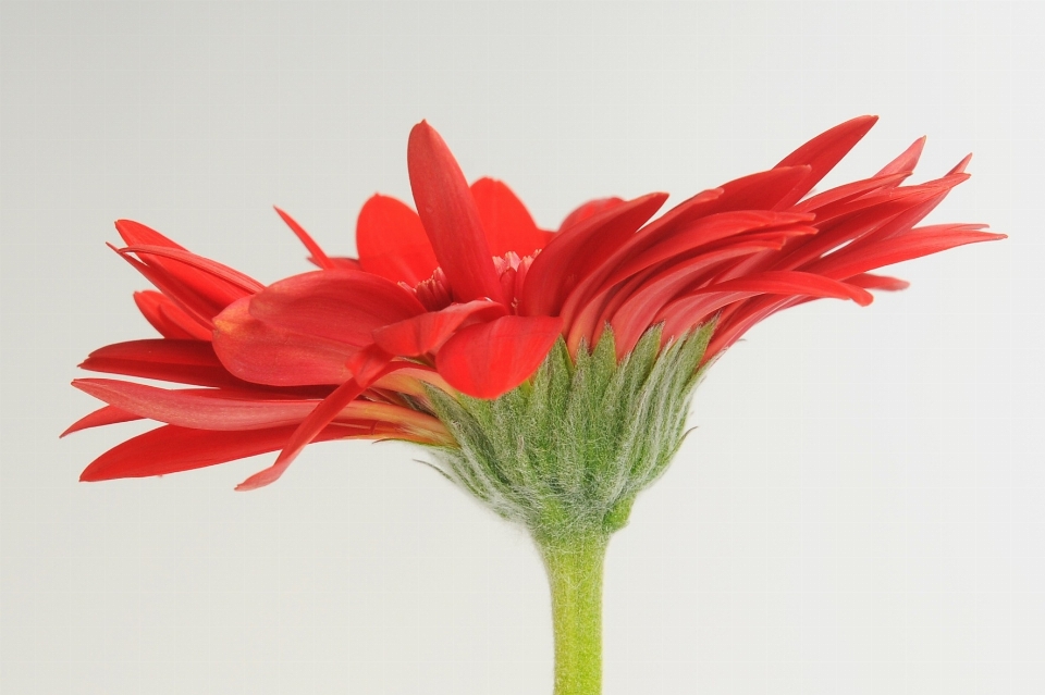 Florecer planta flor pétalo