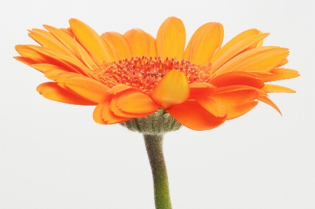 Blossom plant flower petal Photo