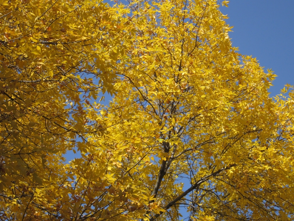 árbol naturaleza rama planta