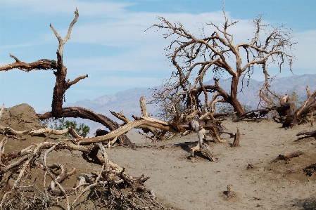 Landscape driftwood tree sand Photo