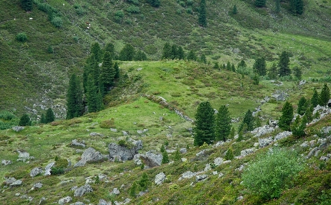 風景 自然 森 草 写真