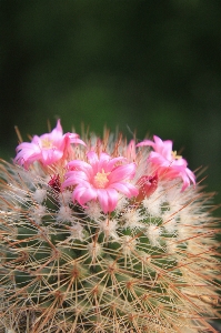 Foto Cacto
 plantar flor pétala