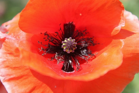 Foto Plantar flor pétala vermelho