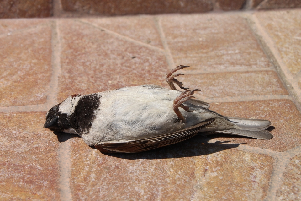 Bird wing wildlife dead