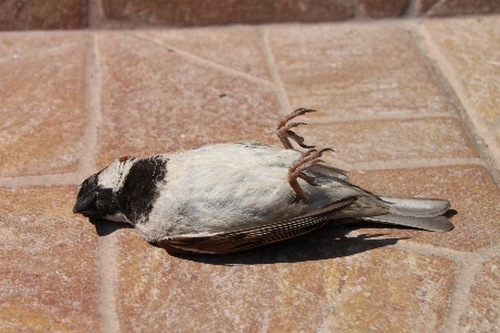 Bird wing wildlife dead Photo