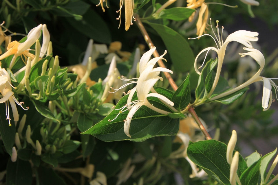 árbol planta flor hojas perennes