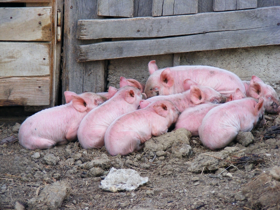 Farm rural farming livestock