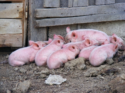 Farm rural farming livestock Photo