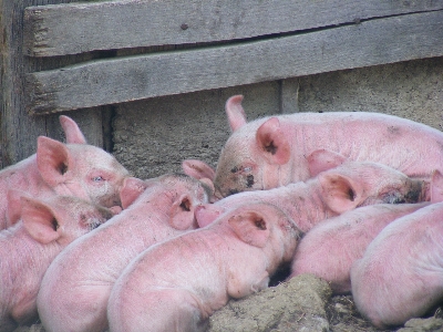 Farm rural farming livestock Photo