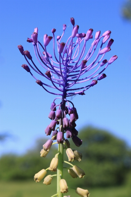 Albero natura ramo fiore