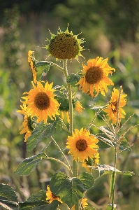 Photo Usine soleil champ prairie
