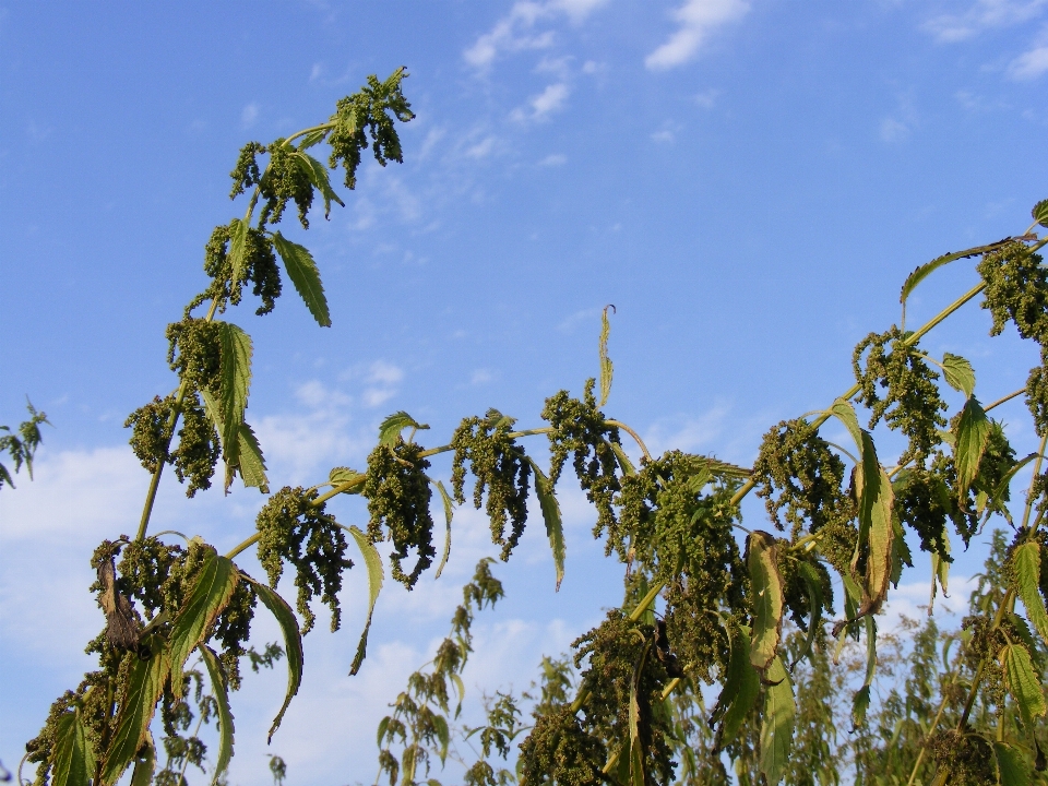 Arbre extérieur bifurquer fleurir