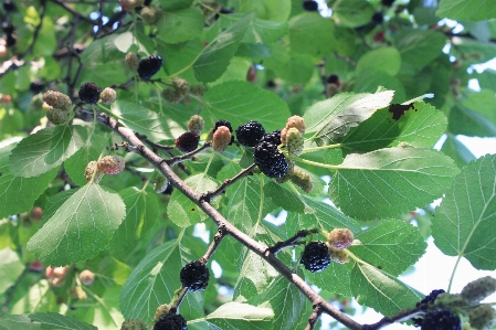 Tree branch blossom plant Photo