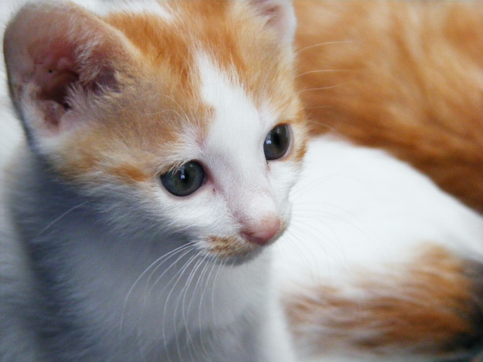 Blanco lindo joven gatito