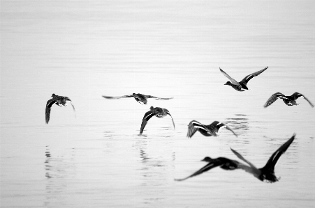 Foto Air alam bayangan hitam burung