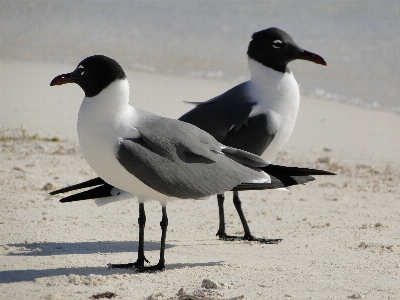 Bird seabird seagull gull Photo