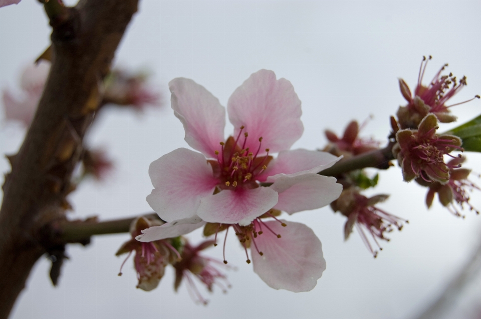 木 ブランチ 花 植物