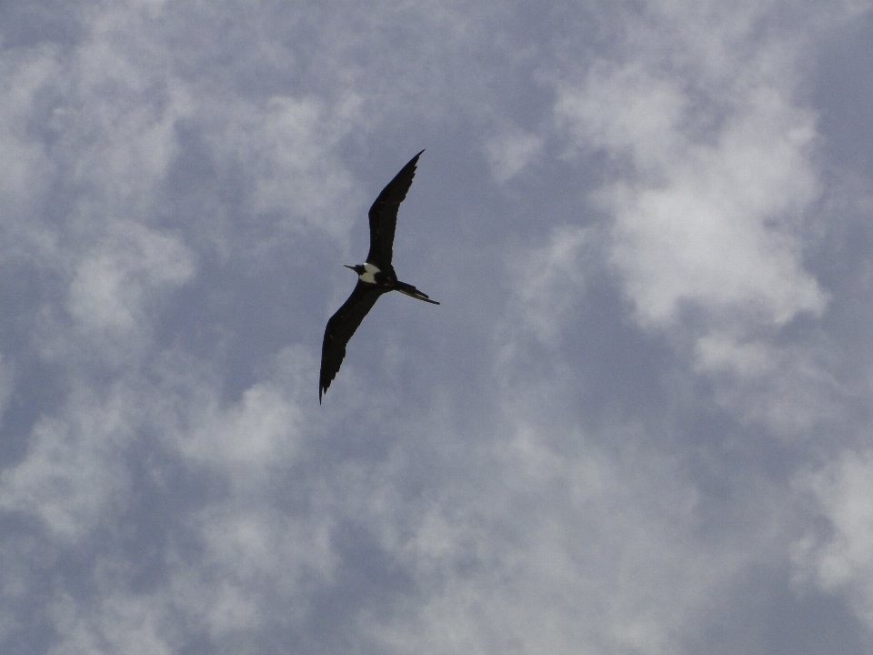 Pájaro ala nube cielo