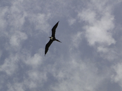 Photo Oiseau aile nuage ciel