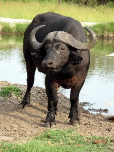 Wilderness animal wildlife horn Photo