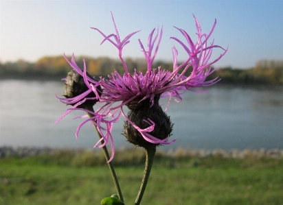 Photo Nature herbe fleurir usine