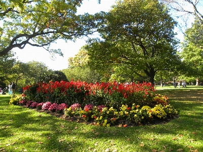 Landscape tree nature plant Photo