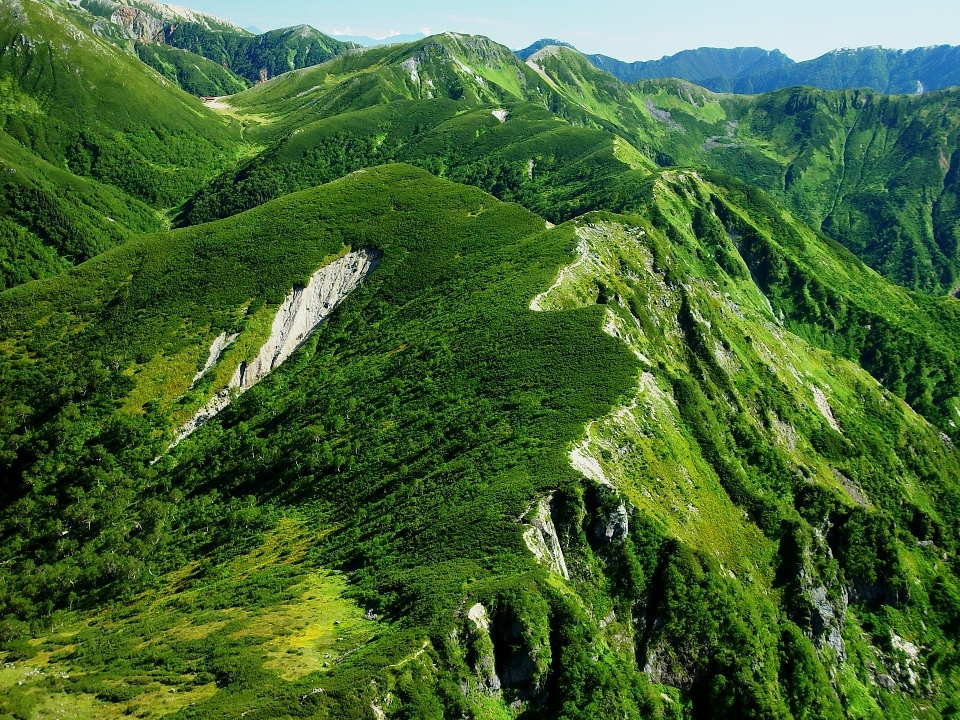 Landscape nature forest grass