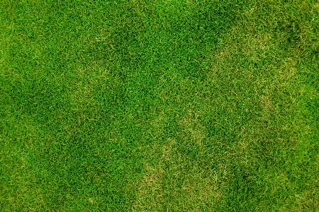 Grass outdoor abstract plant Photo