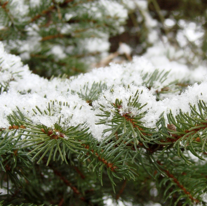 Tree branch snow winter