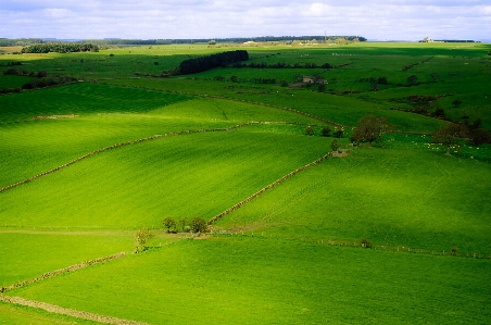 Landscape tree grass structure Photo