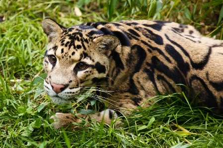 Grass animal looking wildlife Photo