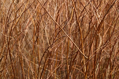 Tree nature grass branch Photo