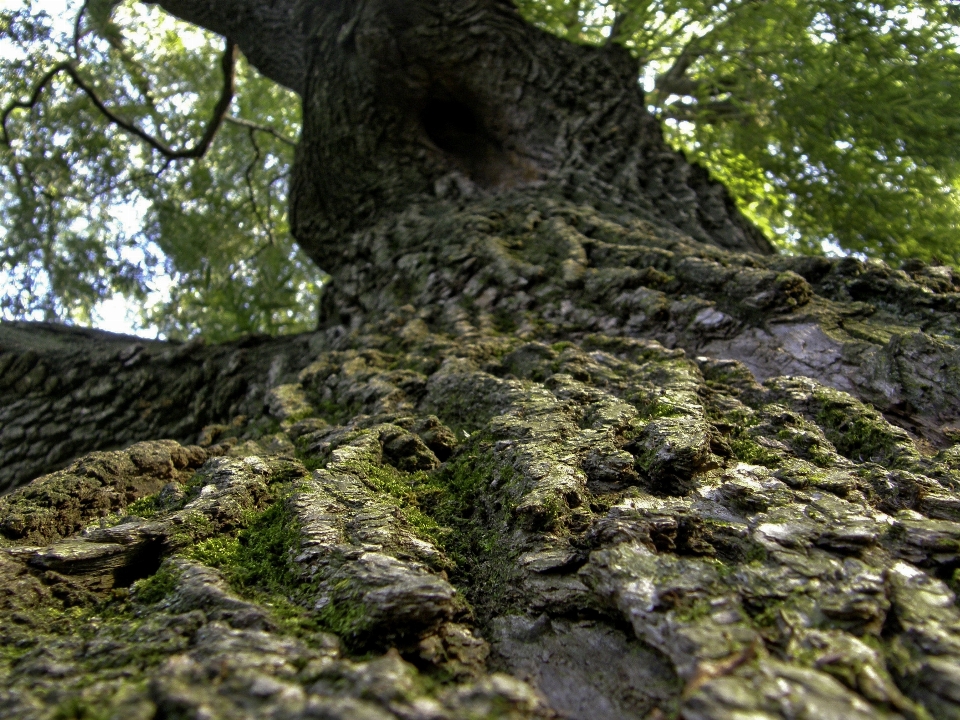 Pohon alam hutan rock