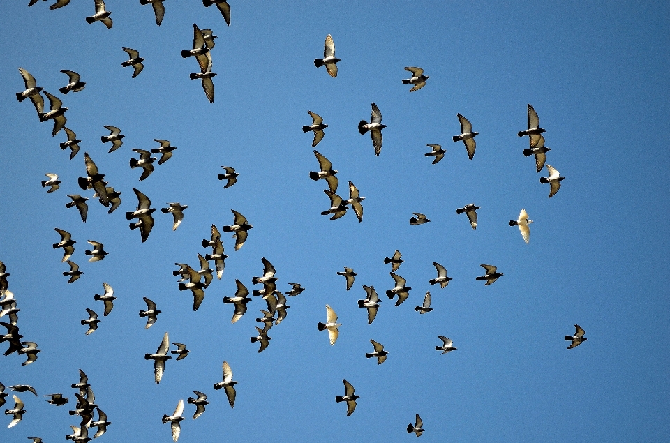 Pájaro ala cielo animal