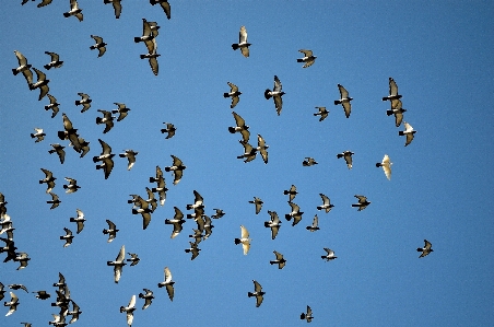 Bird wing sky animal Photo