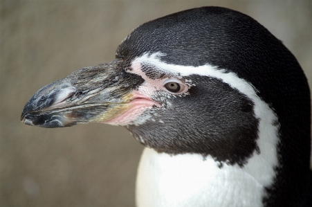 鳥 羽 動物 野生動物 写真