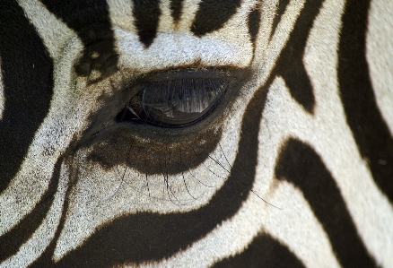 Foto Bianco e nero
 animale animali selvatici macro