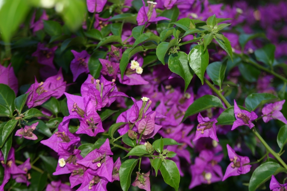 Nature blossom plant flower