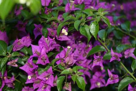 Natur blüte anlage blume Foto