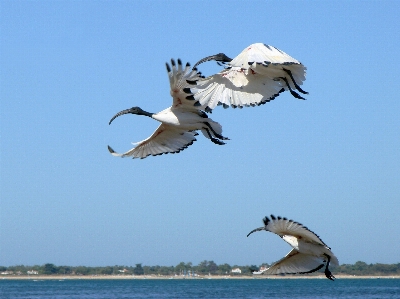 Water nature bird wing Photo