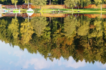 Foto Albero acqua natura foresta