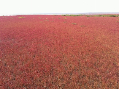 Beach water plant field Photo