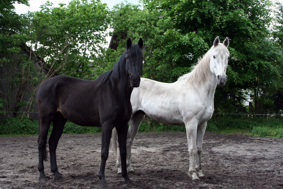 White pasture horse mammal