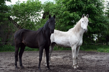 White pasture horse mammal Photo