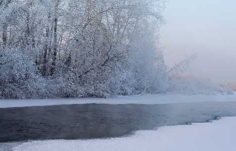 Water nature forest snow Photo